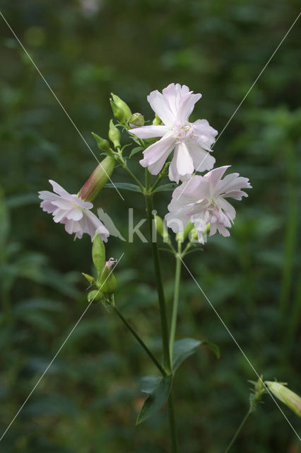 Soapwort (Saponaria officinalis)