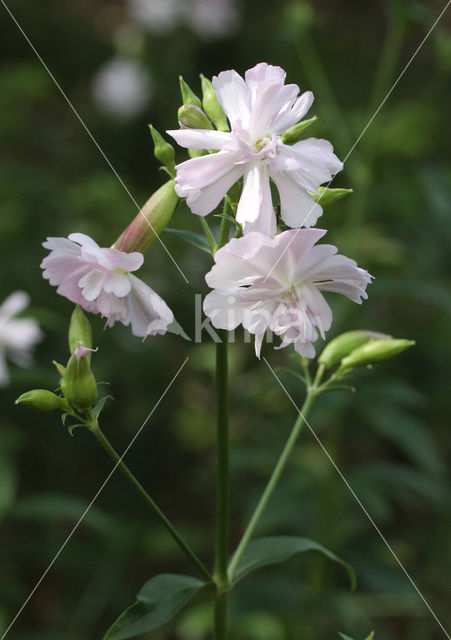 Zeepkruid (Saponaria officinalis)