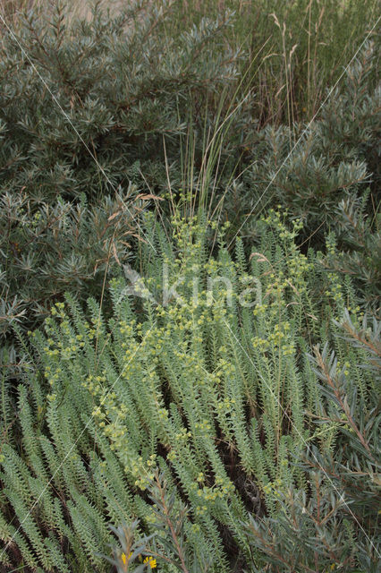 Sea Spurge (Euphorbia paralias)