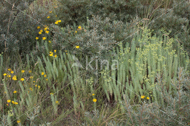 Sea Spurge (Euphorbia paralias)
