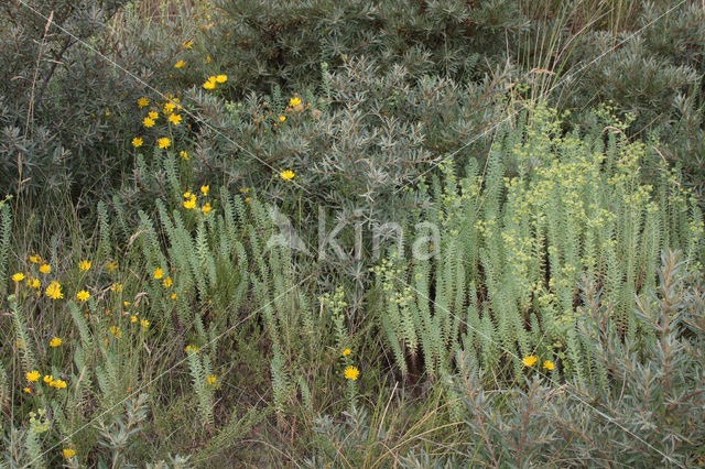 Zeewolfsmelk (Euphorbia paralias)