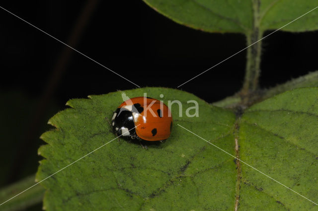 Zevenstippelig lieveheersbeestje (Coccinella septempunctata