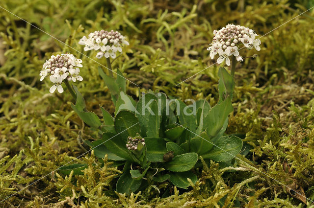 Alpine Pennycress (Thlaspi caerulescens)