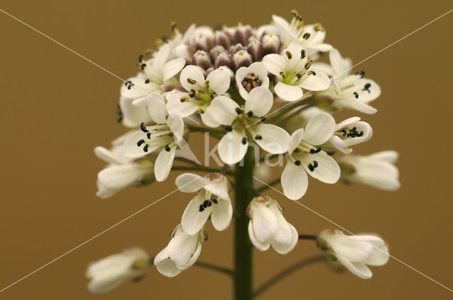 Zinkboerenkers (Thlaspi caerulescens)