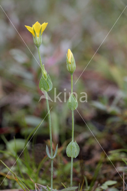Blackstonia perfoliata subsp. perfoliata