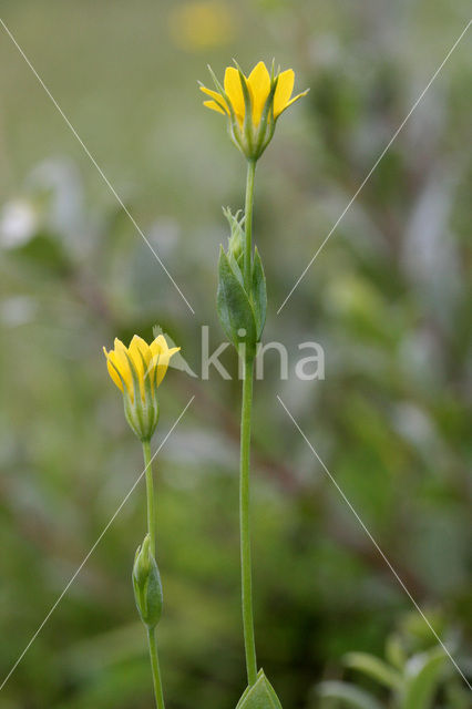 Blackstonia perfoliata subsp. perfoliata