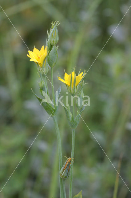 Blackstonia perfoliata subsp. perfoliata
