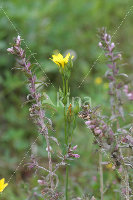 Zomerbitterling (Blackstonia perfoliata subsp. perfoliata)