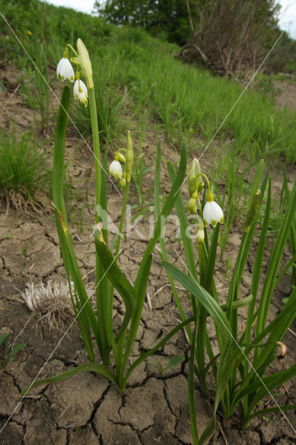 Zomerklokje (Leucojum aestivum)