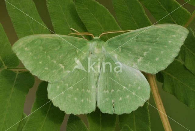 Zomervlinder (Geometra papilionaria)