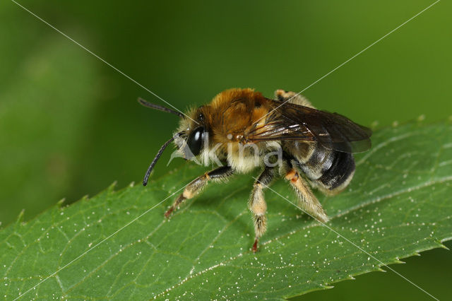 Zuidelijke langhoornbij (Eucera nigrescens)