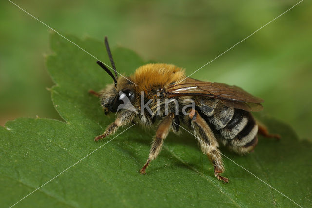 Zuidelijke langhoornbij (Eucera nigrescens)