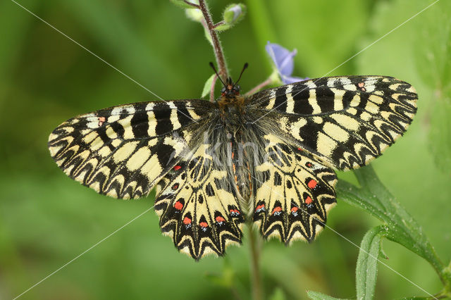 Zuidelijke Pijpbloemvlinder (Zerynthia polyxena)