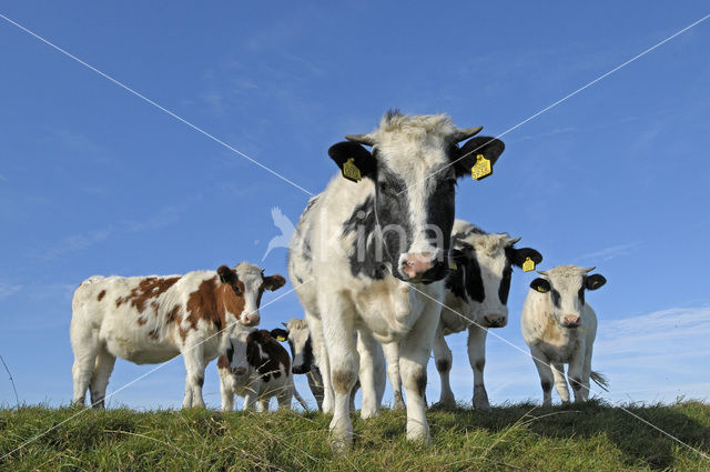 Zwartbonte koe (Bos domesticus)