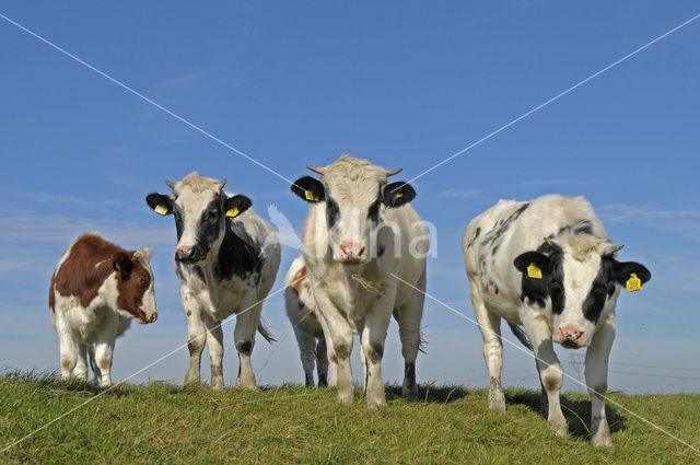 Zwartbonte koe (Bos domesticus)