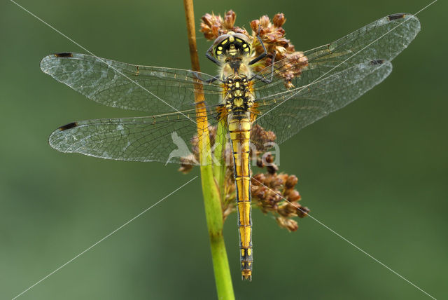 Black Darter (Sympetrum danae)