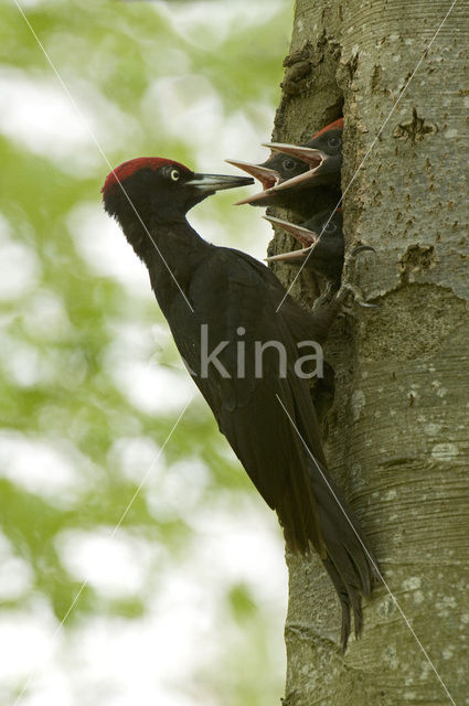 Black Woodpecker (Dryocopus martius)