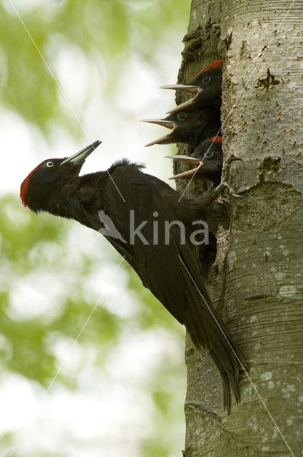 Black Woodpecker (Dryocopus martius)