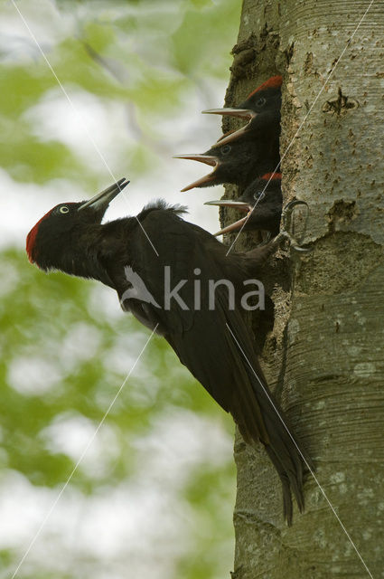 Black Woodpecker (Dryocopus martius)