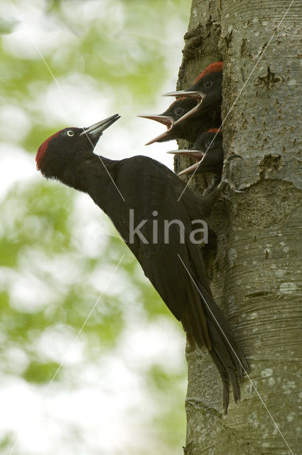 Black Woodpecker (Dryocopus martius)