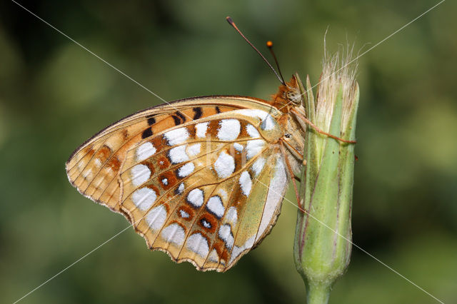 High Brown Fritillary (Argynnis adippe)