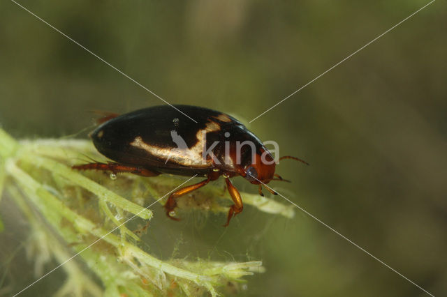 Agabus undulatus