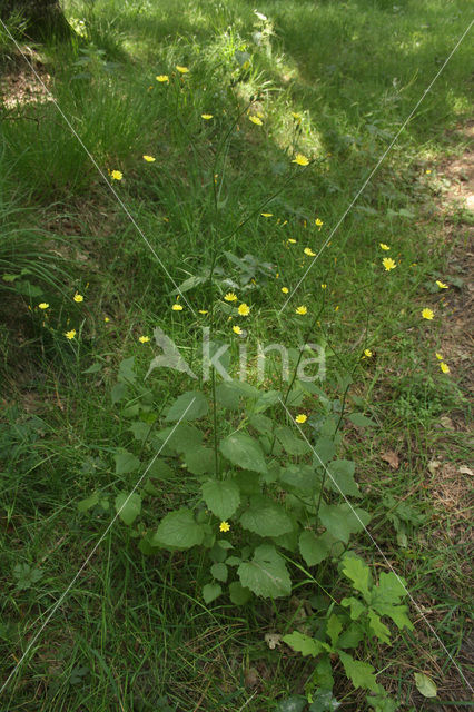 Akkerkool (Lapsana communis)