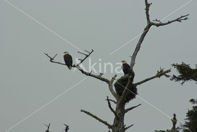 American bald eagle (Haliaeetus leucocephalus)