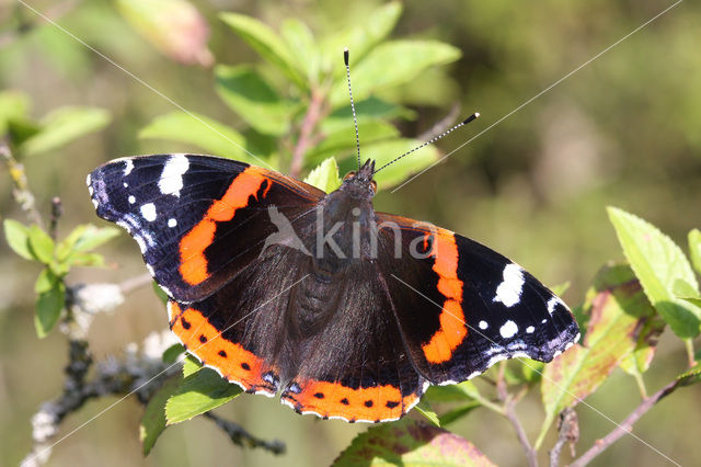 Red Admiral (Vanessa atalanta)