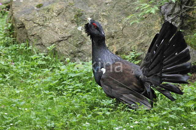 Eurasian Capercaillie (Tetrao urogallus)