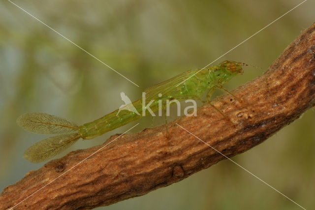 Azure Damselfly (Coenagrion puella)