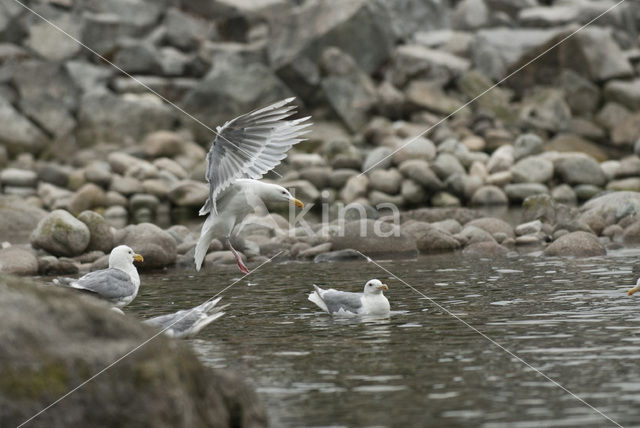 Glaucous-winged Gull (Larus glaucescens)