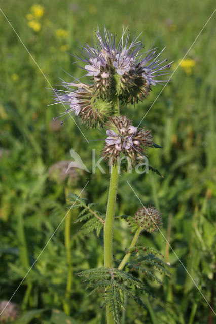 Bijenvoer (Phacelia tanacetifolia)