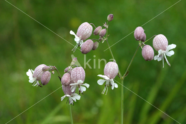 Bladder Campion (Silene vulgaris)