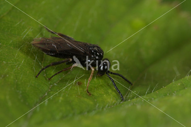sawfly