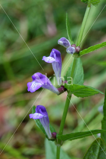 Blauw glidkruid (Scutellaria galericulata)