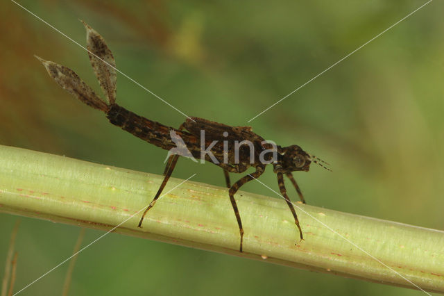 Blauwe breedscheenjuffer (Platycnemis pennipes)