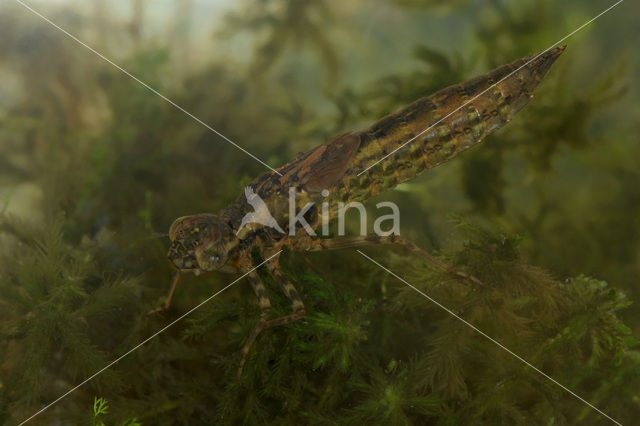 Southern Hawker (Aeshna cyanea)