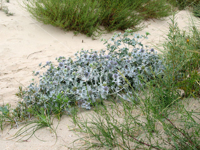 Blauwe zeedistel (Eryngium maritimum)