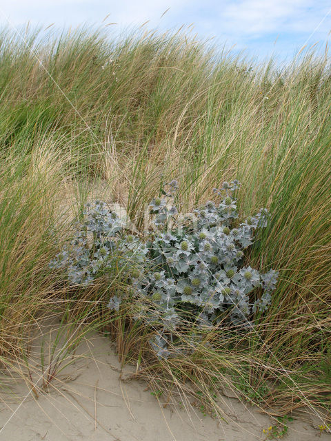 Blauwe zeedistel (Eryngium maritimum)