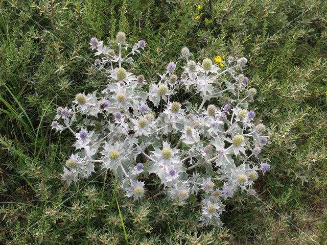 Blauwe zeedistel (Eryngium maritimum)