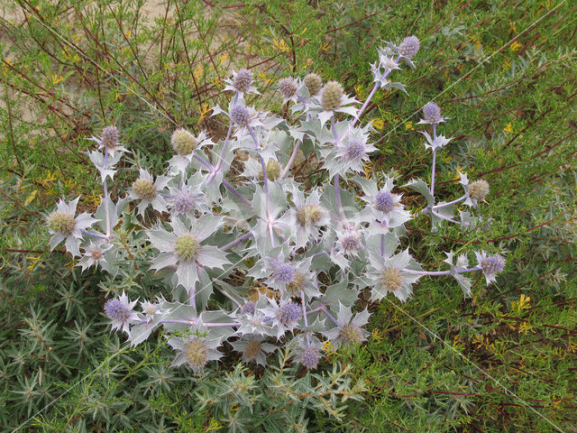 Sea-holly (Eryngium maritimum)