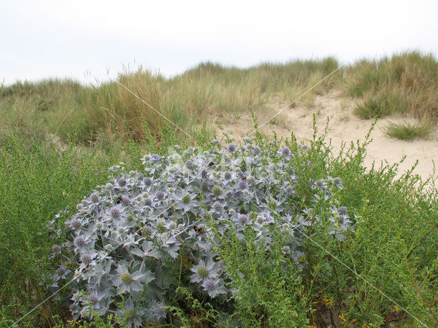 Blauwe zeedistel (Eryngium maritimum)