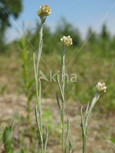 Jersey Cudweed (Gnaphalium luteo-album)