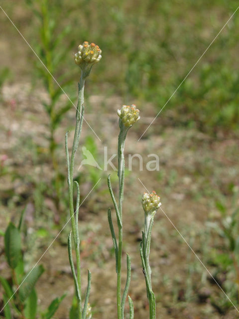 Bleekgele droogbloem (Gnaphalium luteo-album)