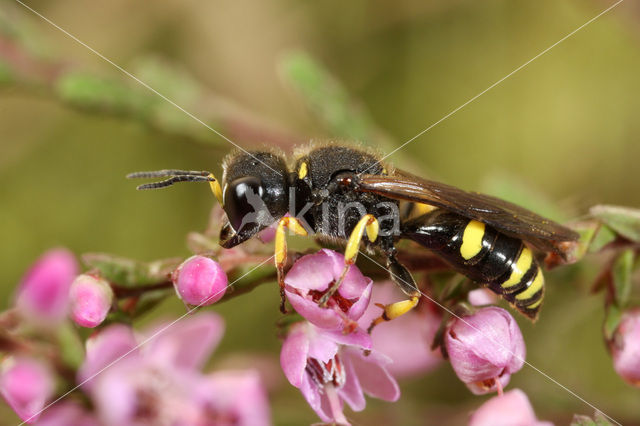 Blokhoofdwesp (Ectemnius continuus)