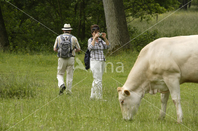 Blonde d'Aquitaine cow (Bos Domesticus)