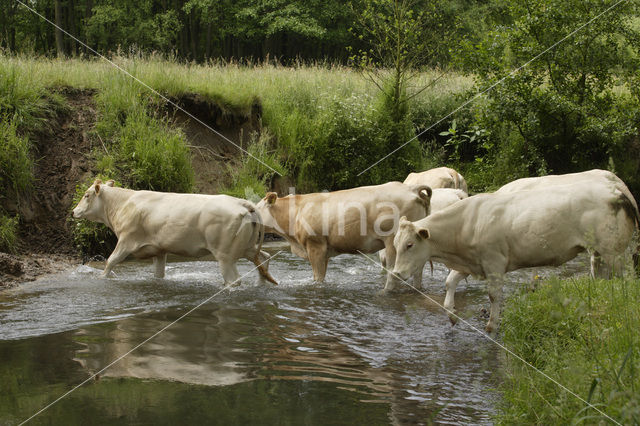 Blonde d'Aquitaine cow (Bos Domesticus)