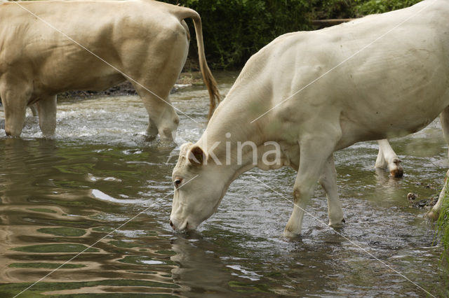 Blonde d'Aquitaine cow (Bos Domesticus)