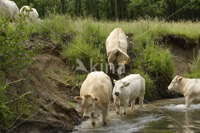 Blonde d'Aquitaine cow (Bos Domesticus)